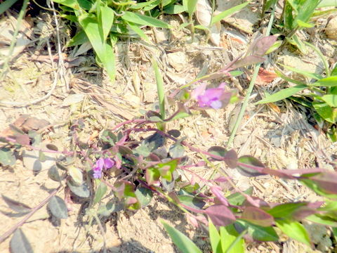 名前不明の花その株