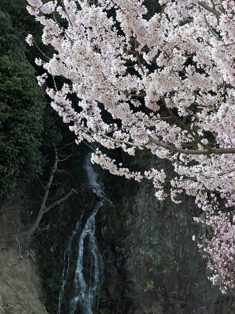 栗林公園に家族とお花見へ ホテル川六 エルステージ高松