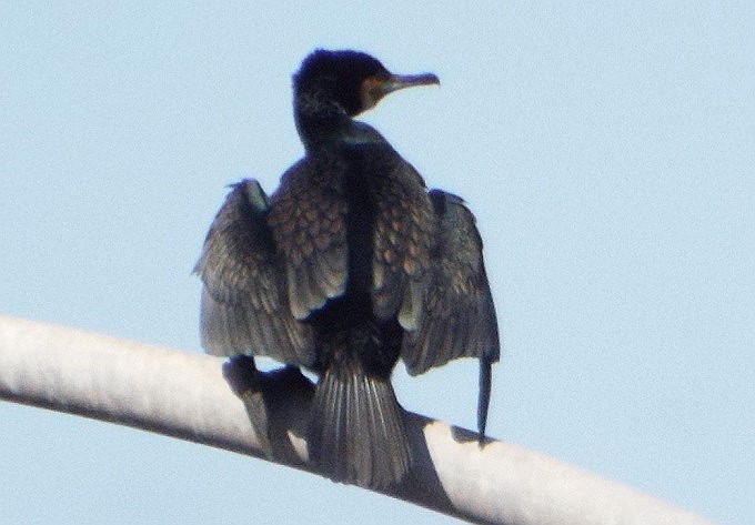 鳥の名不詳