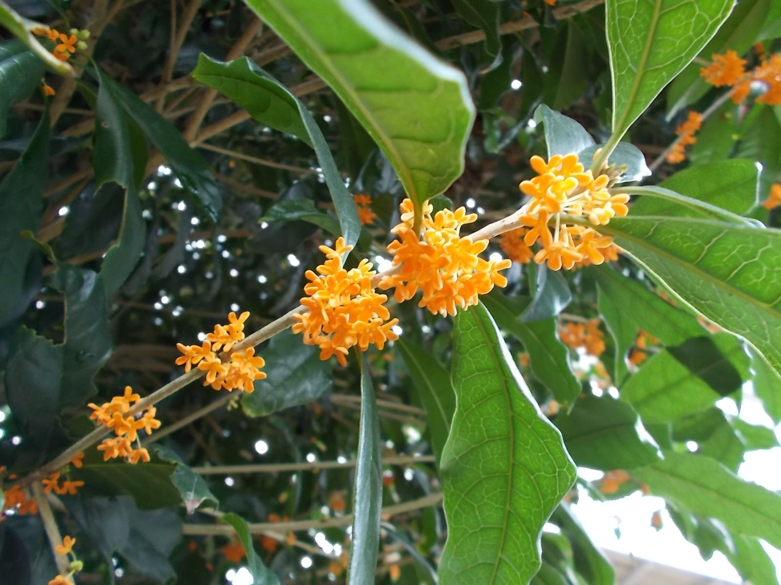 金木犀が満開です バラを咲かせることが好き 楽天ブログ