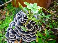 誕生花のないキノコ 茸 の花言葉 疑い 芝生に生えたかわいいキノコ 弥生おばさんのガーデニングノート 花と緑の365日 楽天ブログ