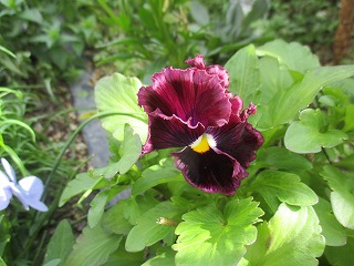 IMG_6056ss.jpg