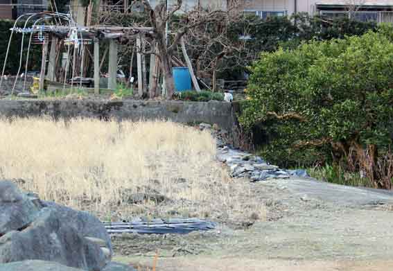 我が家のニャンコ♪2014/02/2-1