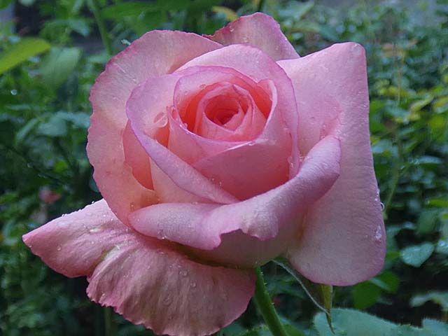 雨に濡れたバラ オリジナルの彩 さやか 羽衣 クリーミーエデンなど 新芽のクリスマスローズ植え場所 バラの美と香りを求めて 楽天ブログ