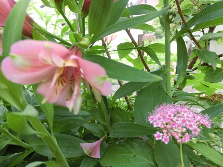 アルストロメリア