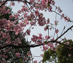 河津さくら