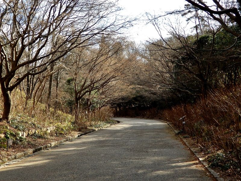 あじさい坂3