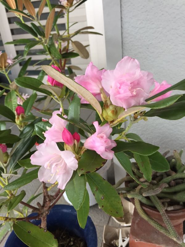 rblog-20170504002659-04.jpg