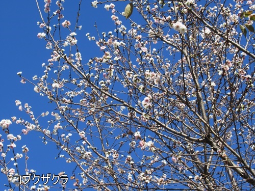 浜離宮恩賜庭園にて