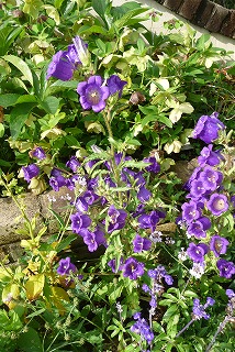 P1040506ss.jpg