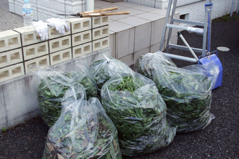 大量の枝・・・