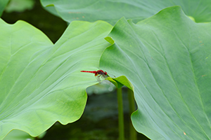 赤とんぼ