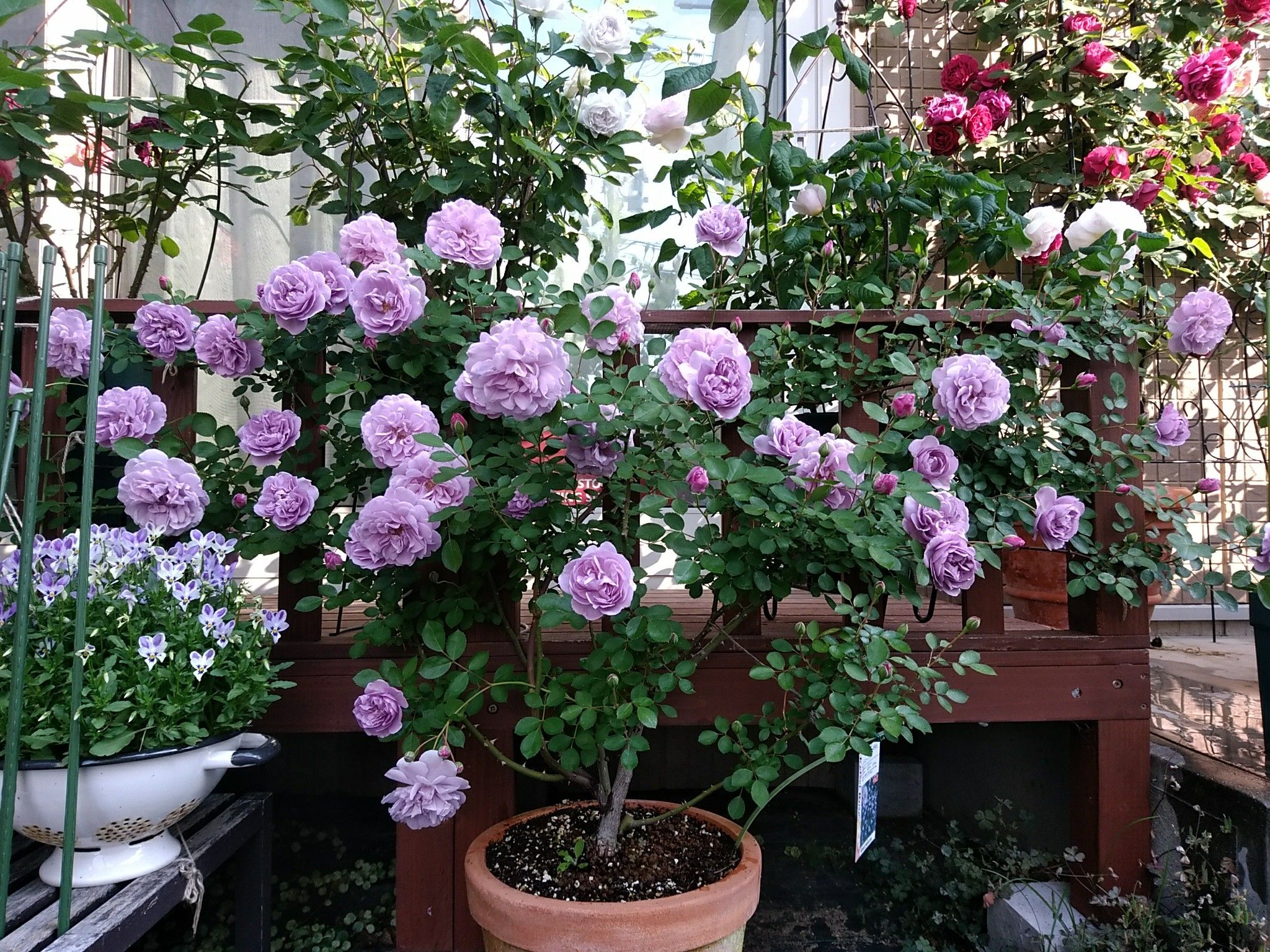 レイニーブルー。誘引から開花まで。 | Rosegardenに憧れてｰ愚痴る日々