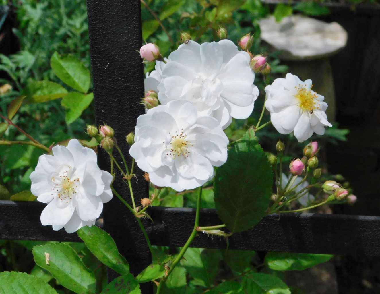 バラの季節 | ようこそブルーガーデンへ - 楽天ブログ