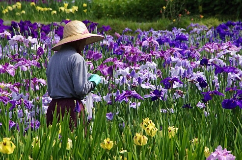 128.過ぎた花柄を摘んでいる使用人