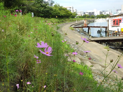 しながわ花海道