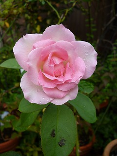 P1080462ss.jpg