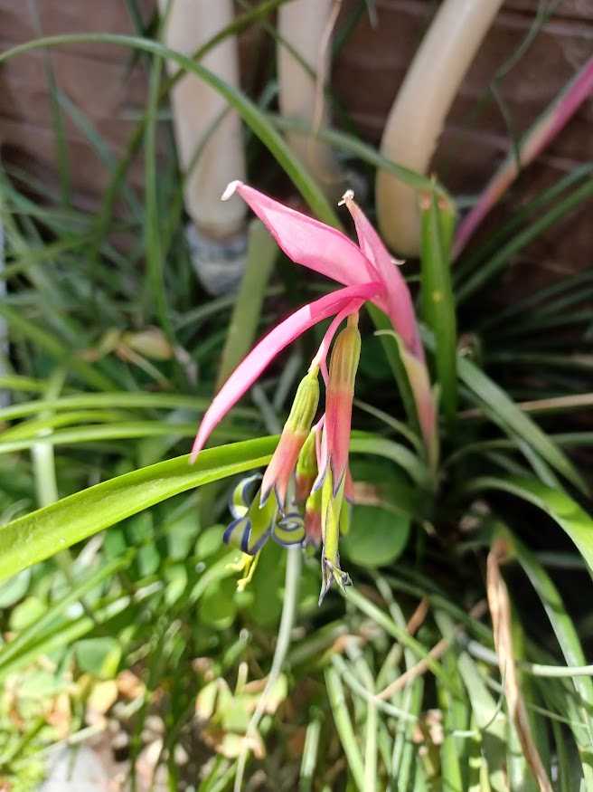 毎年咲く花 トロちゃんの時間 楽天ブログ 毎年咲く花 トロちゃんの時間 楽天ブログ