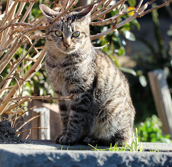 我が家のニャンコ♪2015/1/19-2