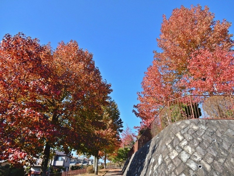 公園の紅葉2.JPG