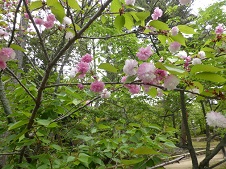 20160428唐招提寺の桜.jpg