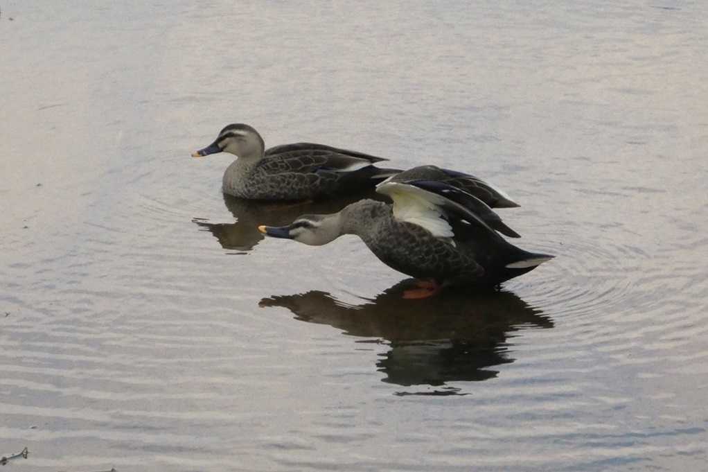 515