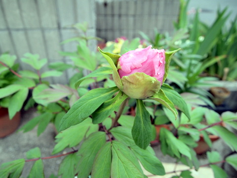 開花開始のボタン