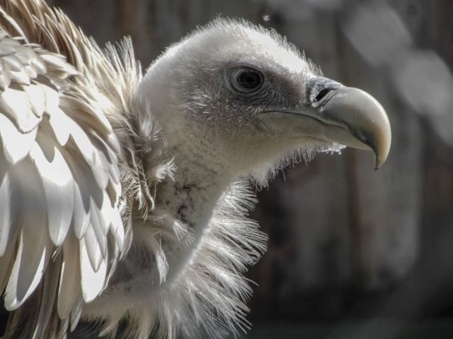 ハゲタカとハゲワシの違い 私設見逃してもいい動物園 楽天ブログ