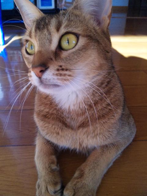 今朝のロマネちゃん