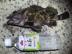 ガシラ１
