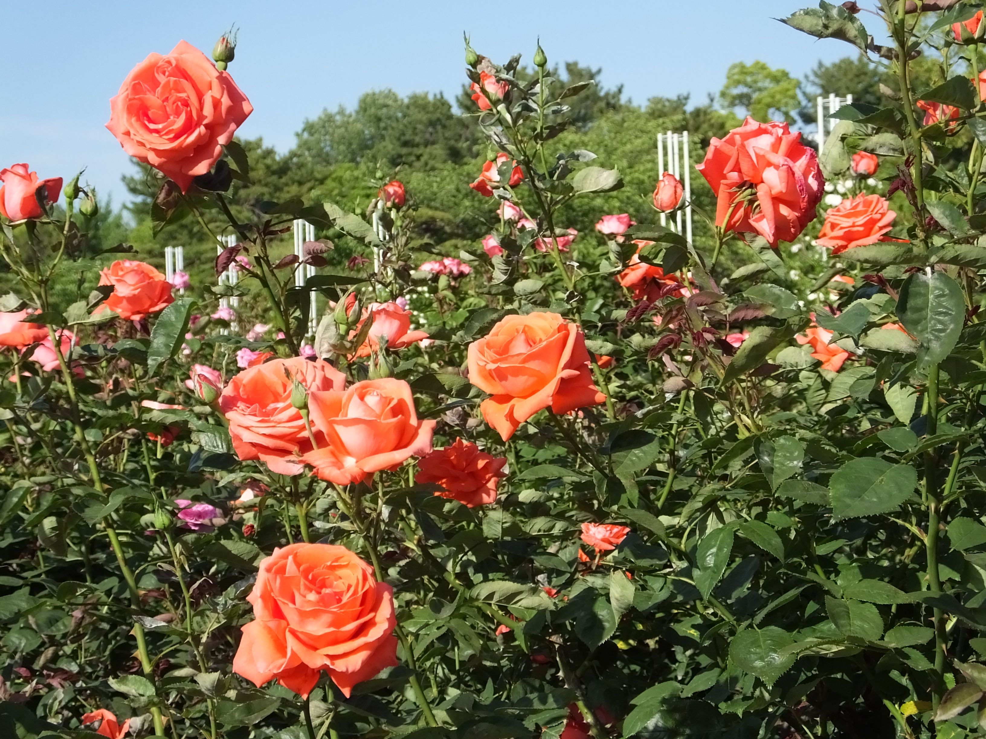 鶴舞公園 つるまこうえん のバラです 風景や花の写真 豊橋 朝倉川 花菖蒲 楽天ブログ