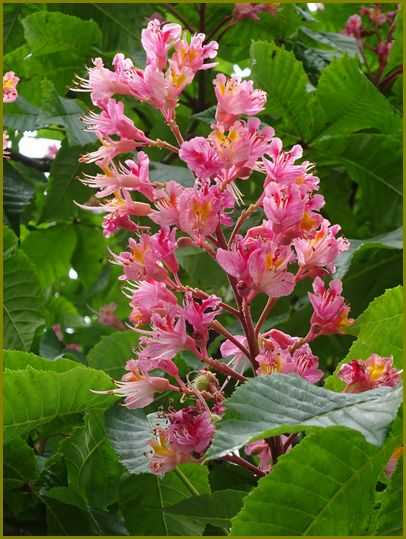 令和3年5月19日）紅花の栃の花咲く薄暑かな♪ | 花の歳時記