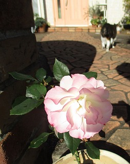 IMG_4863ss.jpg