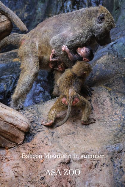 ヒヒ山の夏 くり坊のひとりごと Blog版 楽天ブログ