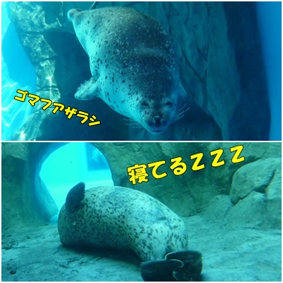 男鹿水族館ＧＡＯ