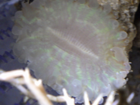 キンシサンゴ31　Flabellum deludens