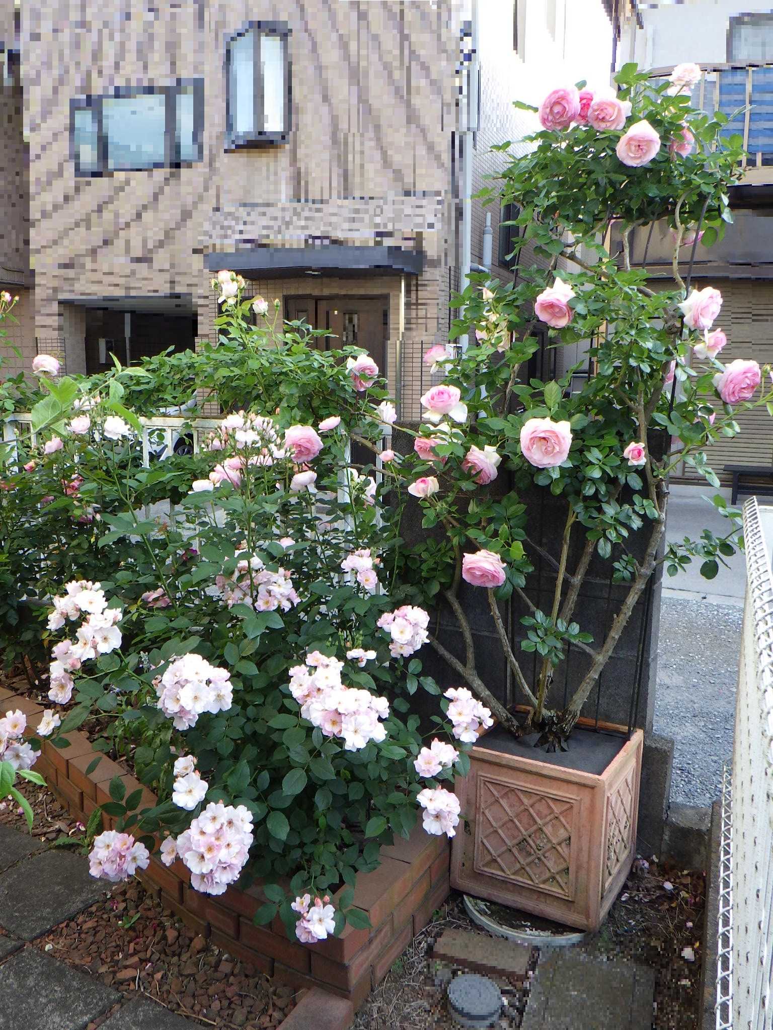 バラ　苗木　シュラブローズ　フラワーガール 花付きの良いシュラブ【フラワーガール】。 | バラを咲かせることが