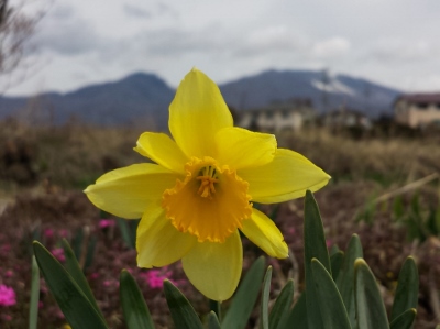 20160403_100904 (400x299).jpg