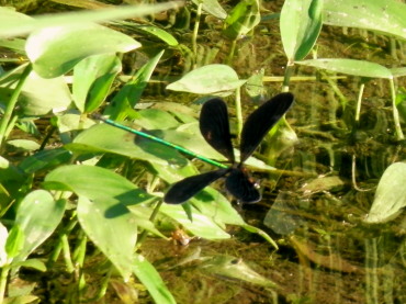 黒とんぼ　7.27　2015