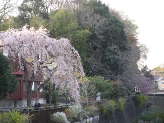 川としだれ桜.JPG