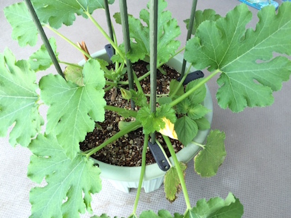 2015.05.31ヘ?ランタ?の野菜2.jpg