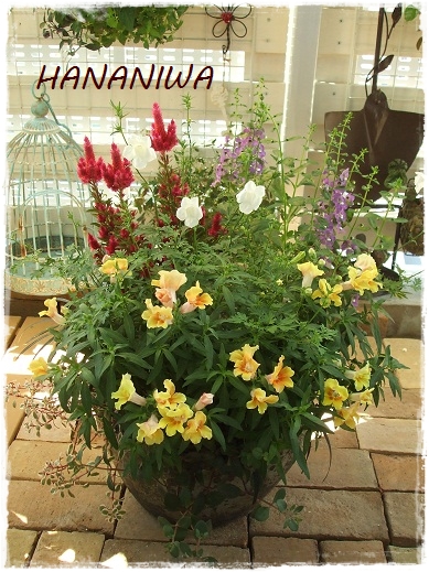 8月20日の寄せ植え１.JPG
