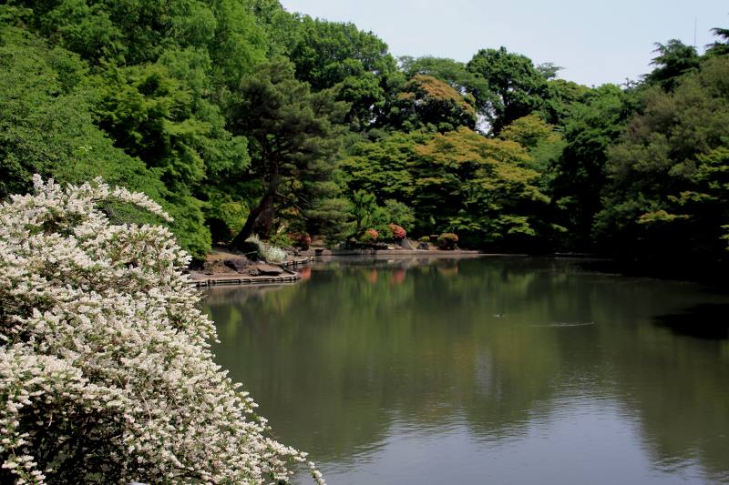 上京散策・新宿御苑_8ウツギと下池.jpg