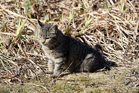 我が家のニャンコ♪2015/2/4-4