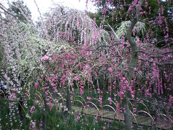 IMGP1643.jpg