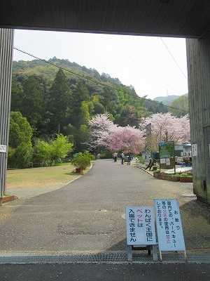 大阪府阪南市 山中渓 わんぱく王国 桜満開 わたしのブログ By じゅん1944 楽天ブログ