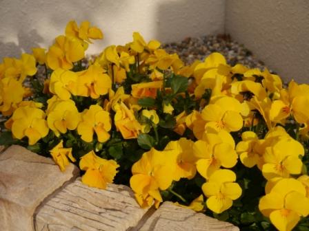 P1060690-.jpg