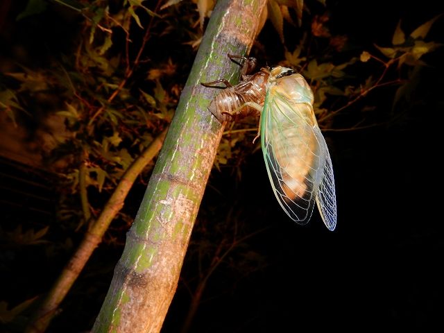 アブラゼミ 由来 アブラゼミは世界的に珍しいはねを持つセミ 鳴き声は揚げ物のよう