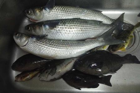 半年振りの魚釣り（中潮下げ）  チビウタパパのブログ（主に釣り日記）