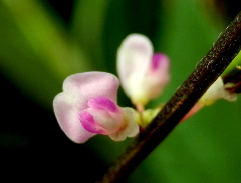 ヌスビトハギの花